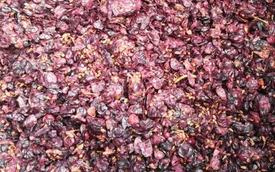 Frutta e verdura diventano materiali innovativi